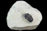 Gerastos Trilobite Fossil - Foum Zguid, Morocco #125190-2